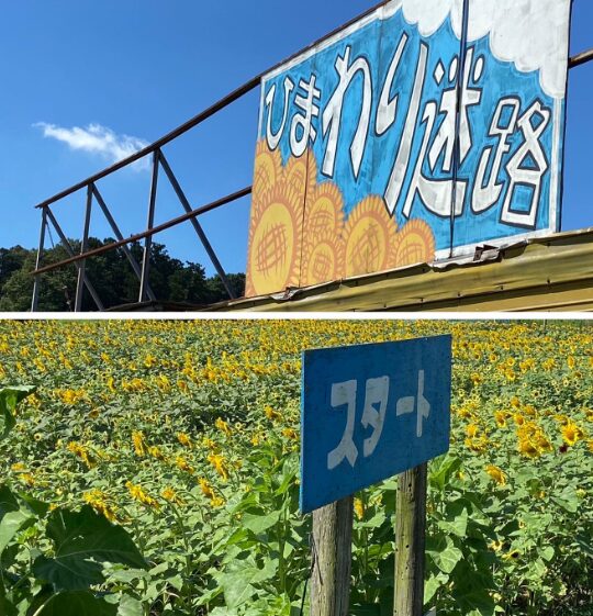 2024年茨城県　子連れひまわりスポット　つくばみずほの村市場　ひまわり迷路